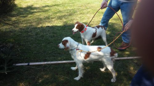 Training Pointing Dog Puppies