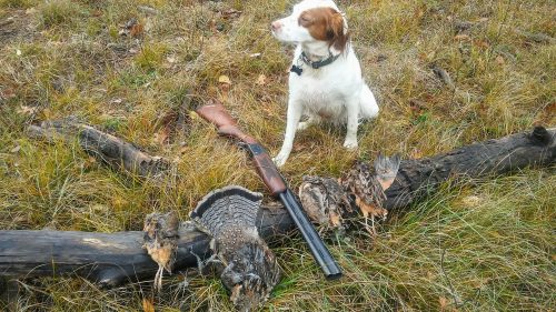 Brittany Spaniel Breeders