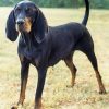 training coonhounds