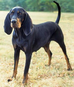 training coonhounds