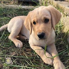 Buying a lab store puppy