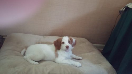 Brittany puppies for sale