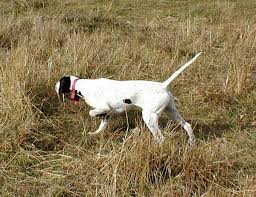 english pointer hunting