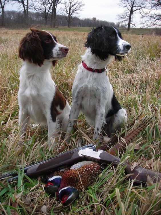 Springer Spaniel Breeders - Buy and Sell Hunting Dogs