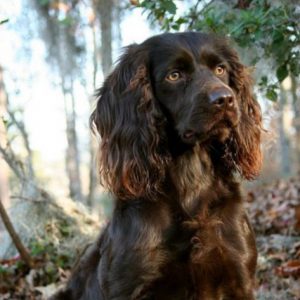 Boykin spaniel 2024 turkey hunting