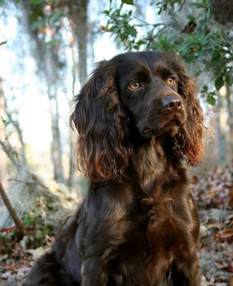 Boykin Spaniel Find Boykin Spaniel Pups Buy And Sell Hunting Dogs