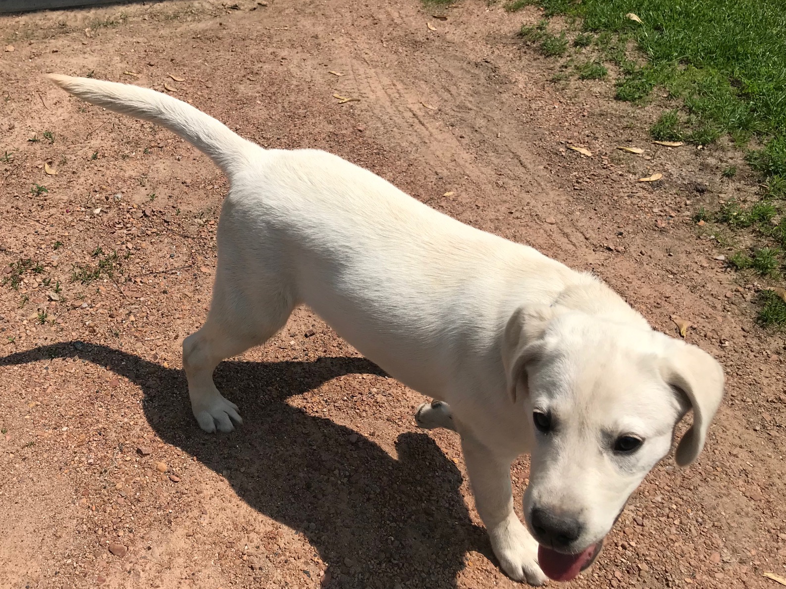 AKC Lab Puppy For Sale 5 Month Old Yellow Lab Female Started New