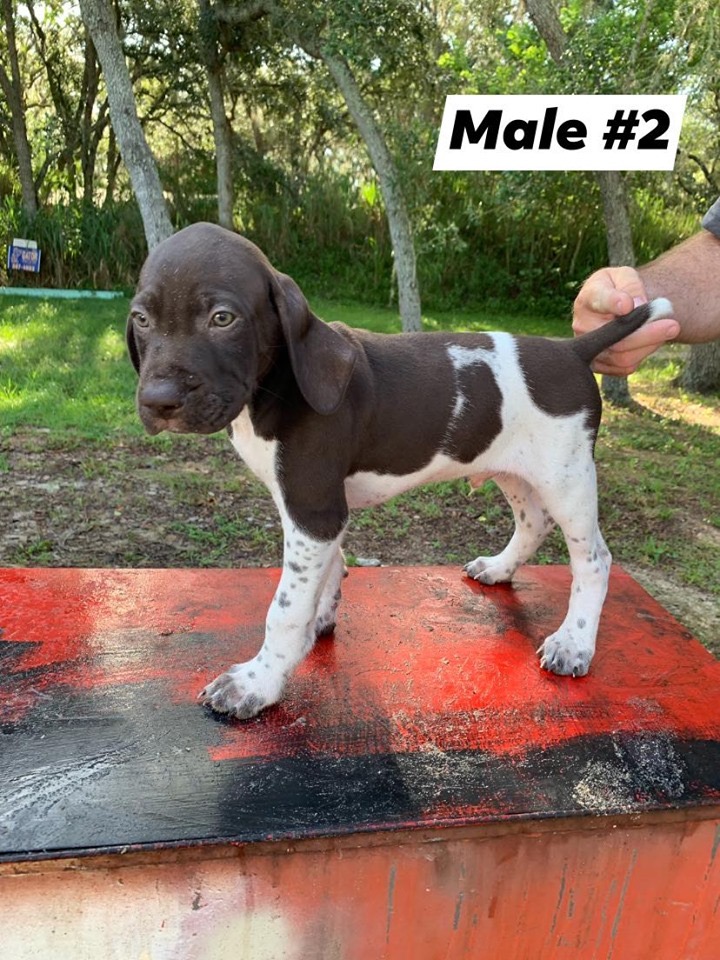 AKC Registered GSP Puppies Lake Alfred Florida Dogs