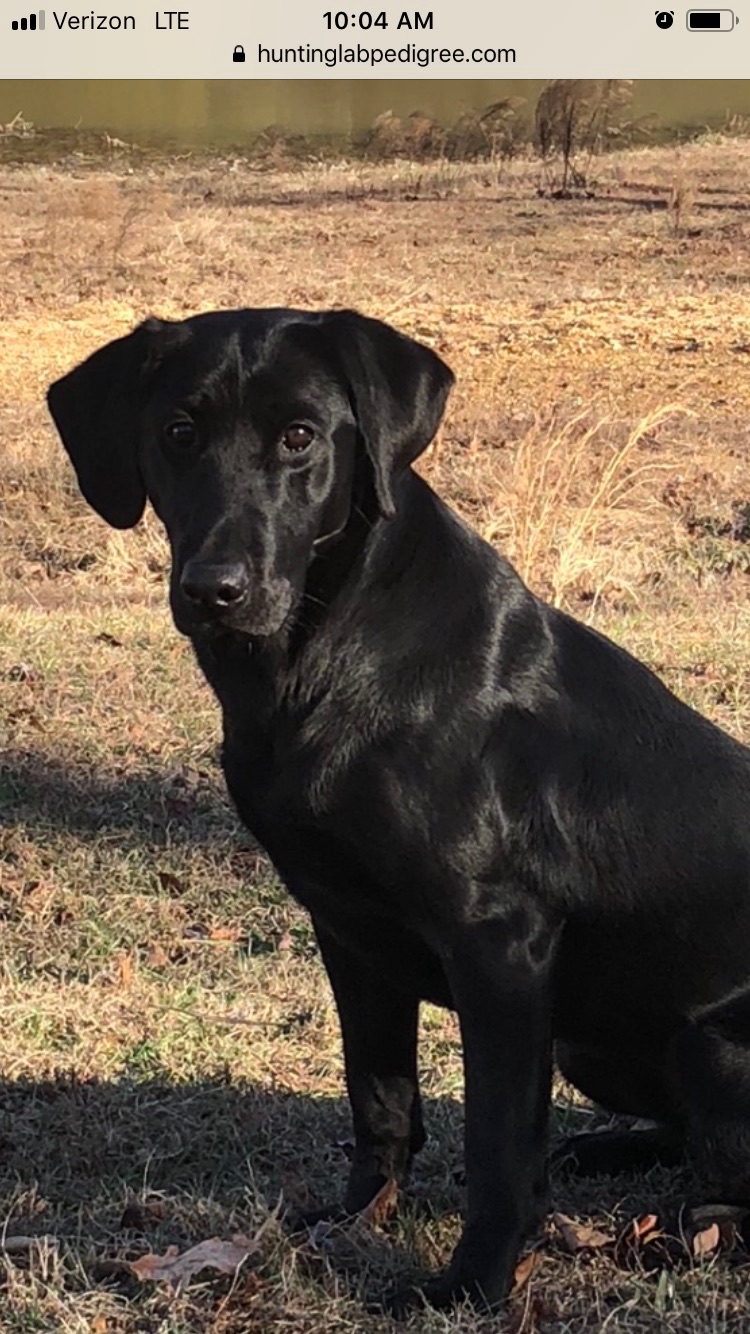 Percy Ndl Qaa X Bristol Mh Labrador Retriever Litter Dayton Tennessee Dogs Copy 1 Show Ad Buy And Sell Hunting Dogs