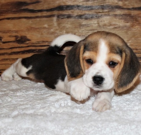 Beagle puppies for sale - Gardendale - Alabama - Beagle - Show Ad - Buy ...