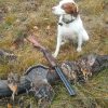 Top Hunting Dogs