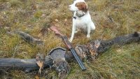 Top Hunting Dogs