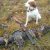 Top Hunting Dogs