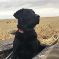used gun dog equipment for sale