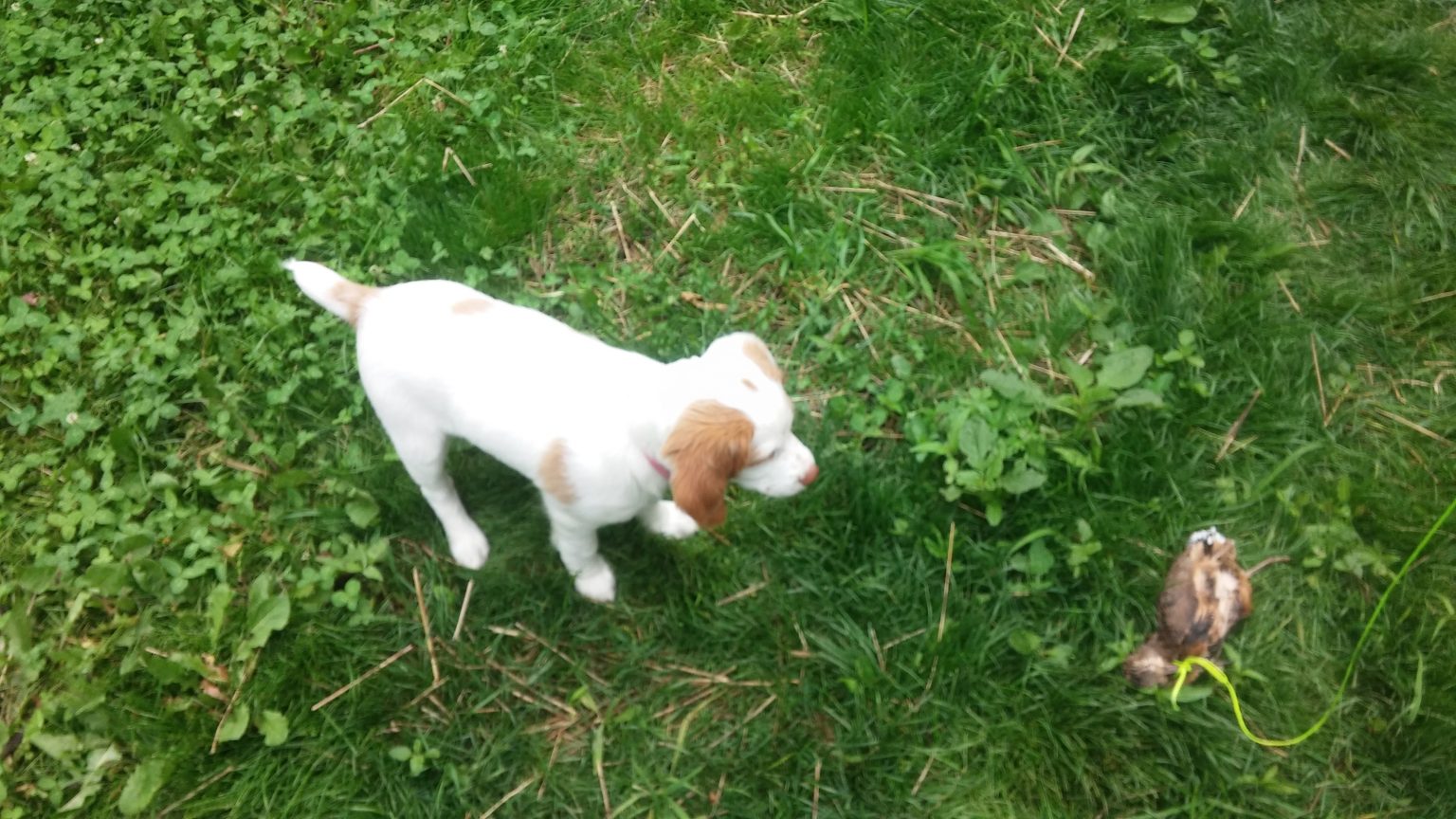 How to Train Hunting Dogs Buy and Sell Hunting Dogs