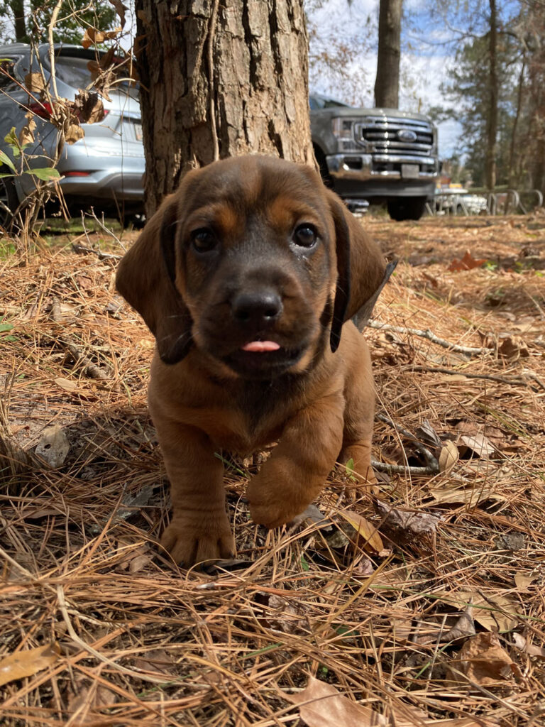 alpine dachsbracke is a mixed breed