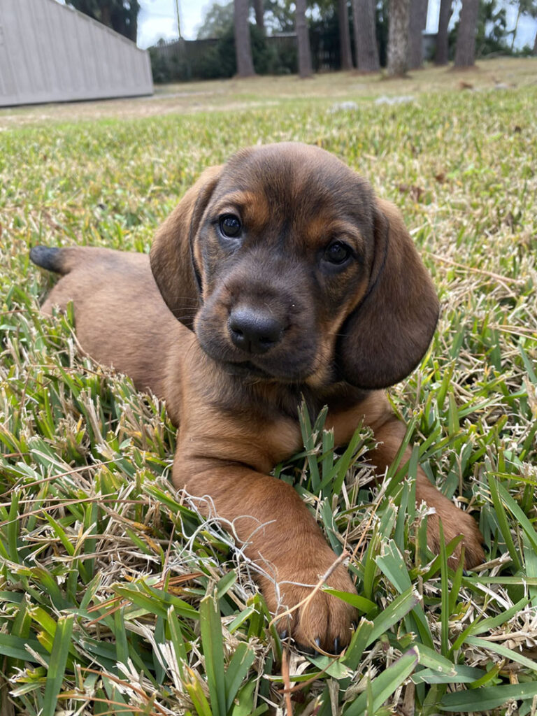 alpine dachsbracke is a mixed breed