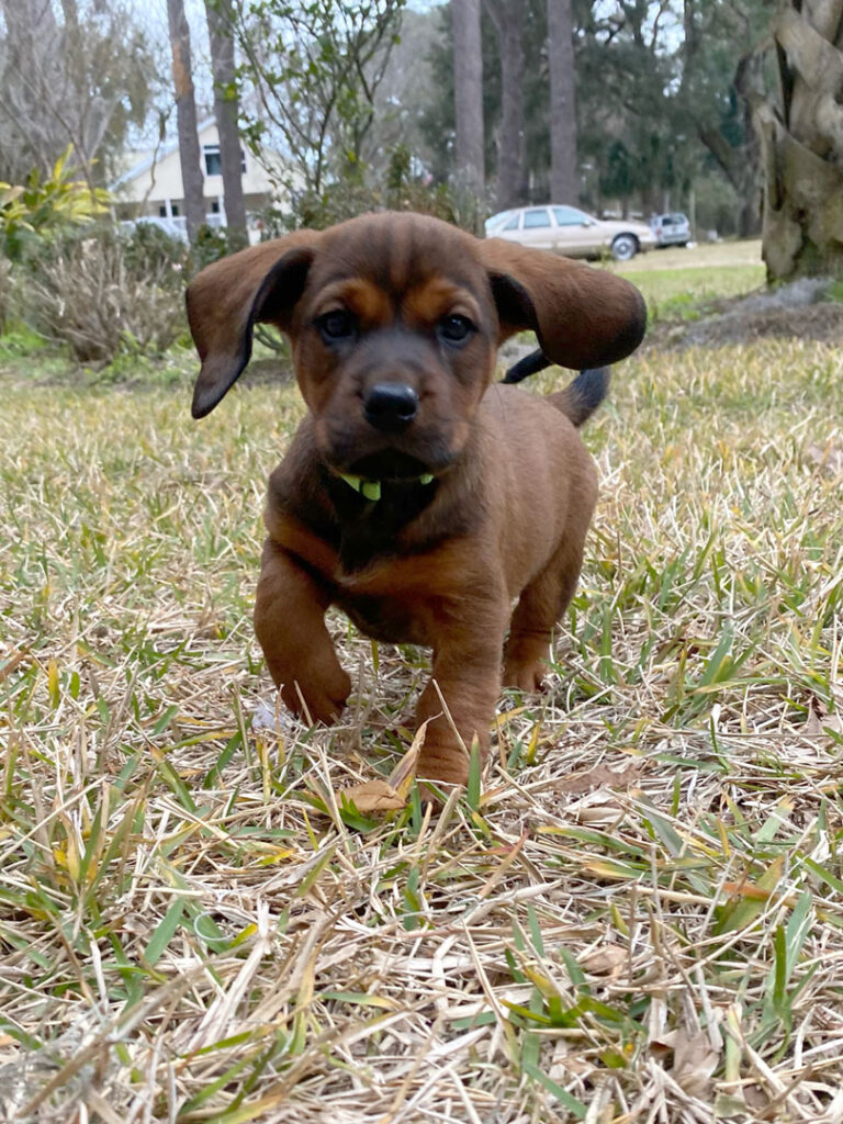 alpine dachsbracke is a mixed breed