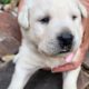AKC Registered yellow labs white marking