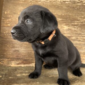 Browse Ads Buy Hunting Dogs - Pointers, GSP, Labs, Hounds, Pups