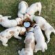 Male AKC Brittany Puppies. Great Hunter Pedigree and Great Pets
