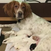 ENGLISH SETTERS - -CH of Hunt and Home! puppies whelped 8/08