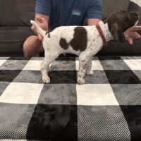 AKC GSP- GREAT HUNTING PARENTS AND PEDIGREE