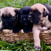 King Cane Puppies - purebred Cane Corso & English Mastiff mix