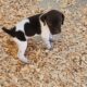 German Shorthaired Pointers Puppies