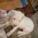 4 1/2 month Dogo Argentino Pups