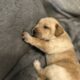 Labrador Pointer Puppies For Sale