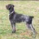 German Wirehaired Pointer Litter Due May 27