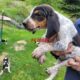 Black and Tan Coonhound /Treeing Walker Coonhound cross puppies