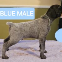 GERMAN WIREHAIRED POINTER MALES AVAILABLE 7/23