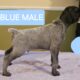 GERMAN WIREHAIRED POINTER MALES AVAILABLE 7/23