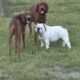 Champion line Redbone Coonhounds