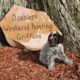 Wirehaired Pointing Griffon Puppies