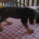 Black and Tan Coonhound puppies