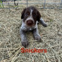 Wirehaired Pointing Griffon Puppies