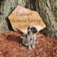 Wirehaired Pointing Griffon Puppies