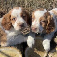 AKC Brittany Pups