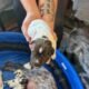 Wirehaired Pointing Griffon