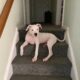 Dogo Argentino for sell