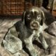 Gsp puppies 4 sale