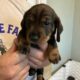 AKC Wirehair Dachshund Puppies