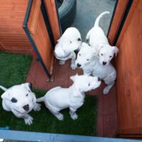 Dogo Argentino Mastiff puppies