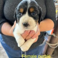 Pure Bred Springer Spaniel Puppies