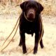 AKC Labrador Retrievers