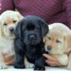 Black Labrador Retriever Puppies