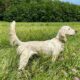 Female English Setter